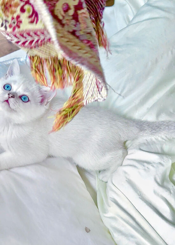 Beautiful Scottish Fold Kittens &ndash; Ready from 1st August