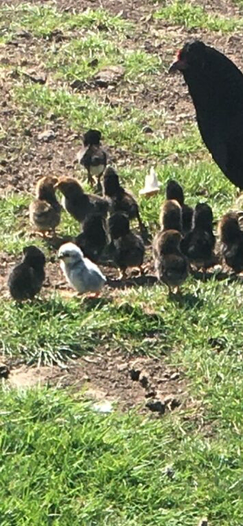 Pullets for sale