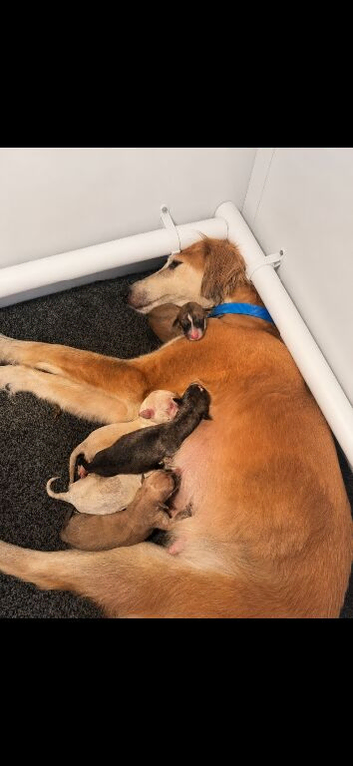 Beautiful Saluki Greyhound Puppies