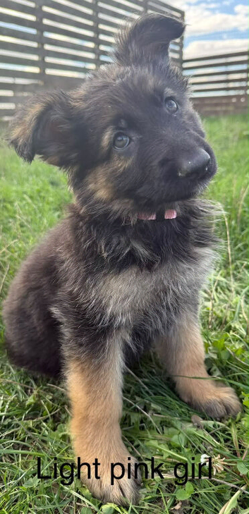 German Shepherd Puppies for sale