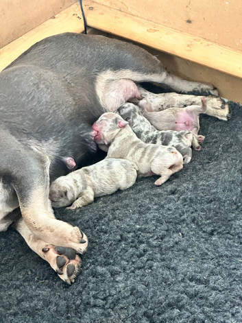 2 French bulldogs