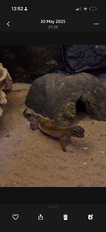 Leopard gecko
