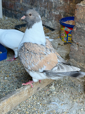 Modena Pigeon