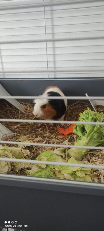 Male guinea pig and cage