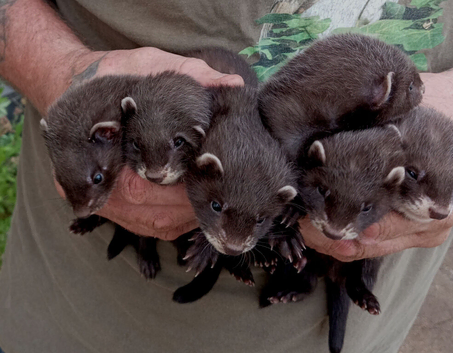 Black ferret kits, Hobbs only