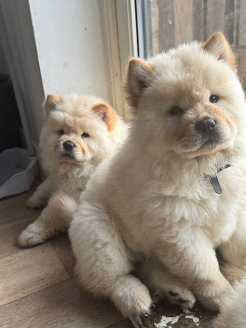 KC Registered Champion Bloodline Chow Chow Boy