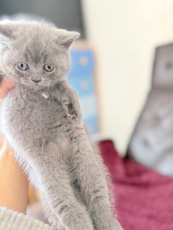Pure-breed BSH Kittens, Can Deliver !