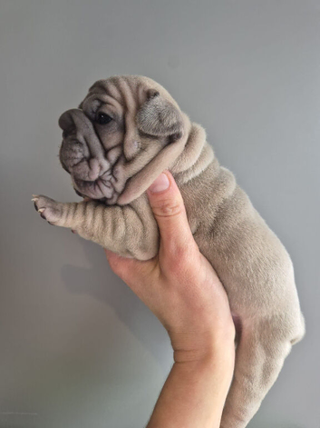 READY NOW French bulldog puppies
