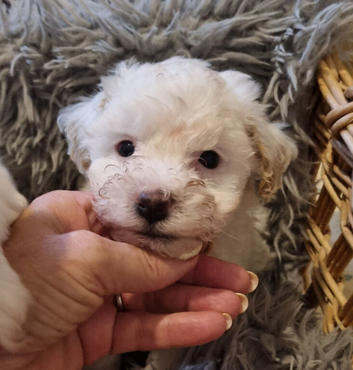 Maltipoo's 1 boy 1 girl left, rare coloured faces