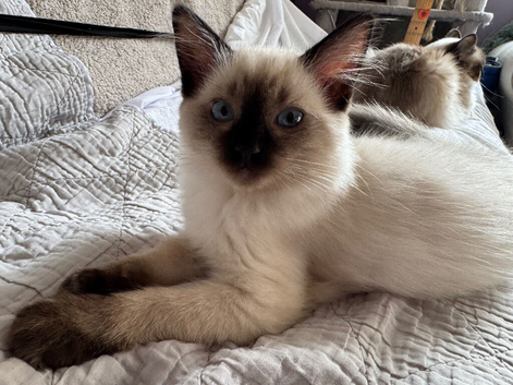 6th Generation* Purebreed Ragdoll Kittens GCCF & TICA