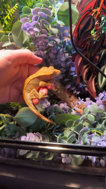 Gorgeous gecko 2 years old had her from a baby