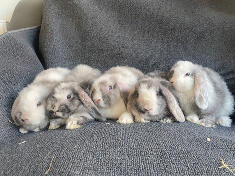 Mini lop litter. Ready 27th June