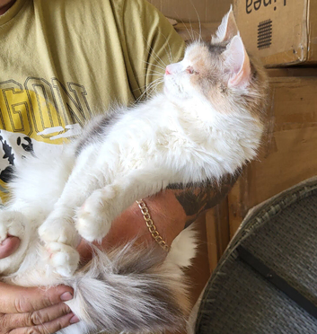 18 month old female maine coon
