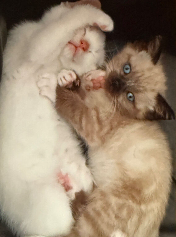 Flame Point And Seal Point Ragdoll Kittens
