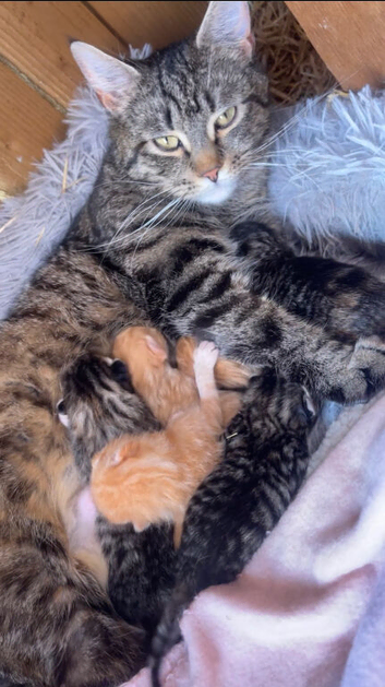 Two beautiful female kittens looking for a forever loving home