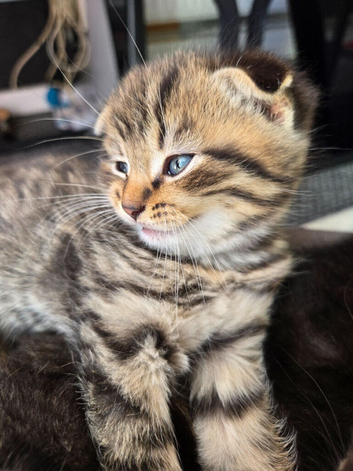 3 beautiful Scottish folds for sale and one Scottish straight