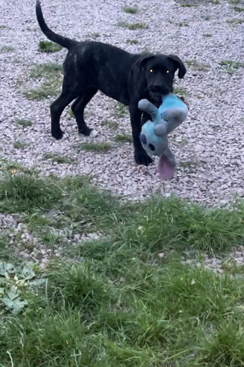 Cane corso