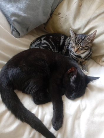 2x Kittens 11 week old brothers