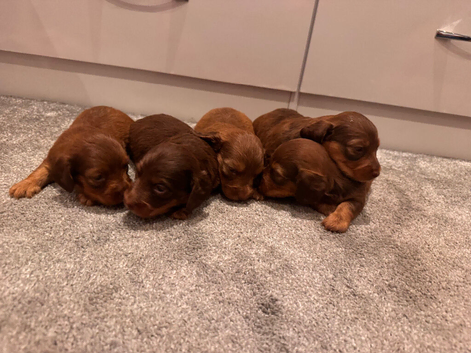 Longhair mini dachshund puppies