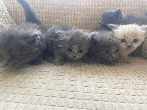 Ragdoll X British Kittens