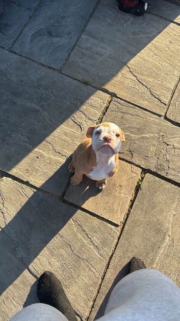Old tyme bull dog