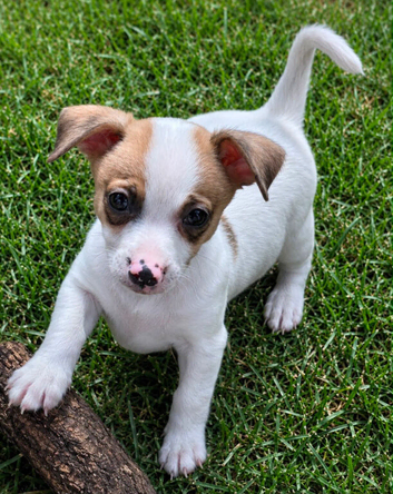 Jack russel puppies 10 weeks old