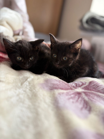 Beautiful Kittens