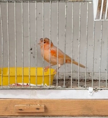 Harley Quinn canaries cocks