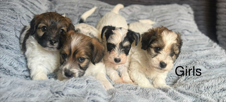 Beautiful Jackapoo Girl and boy puppies looking for there forever homes