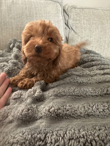 Beautiful f1b Cavapoos puppies