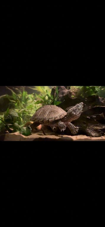 Musk turtle and full set up