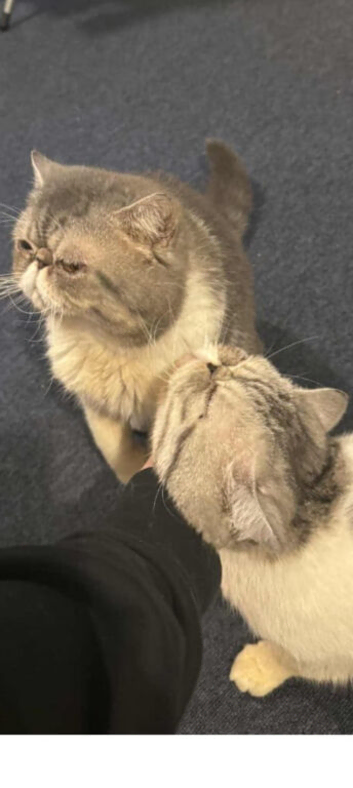 2 male persian indoor cats