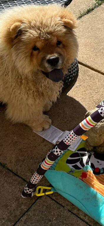 Beautiful female chow pure bred kc registered