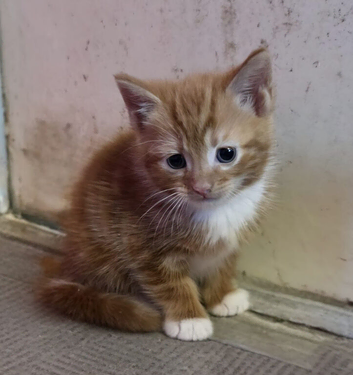 Ginger and tortie female RARE