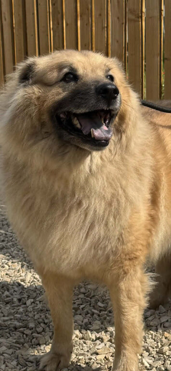 CHOW MIX - MAXI