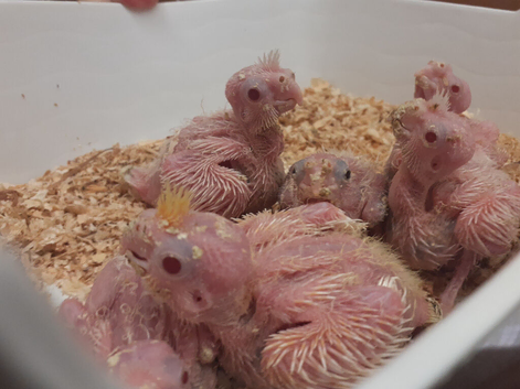 Stunning Baby Lutino And Pied Vockatiels ready Now