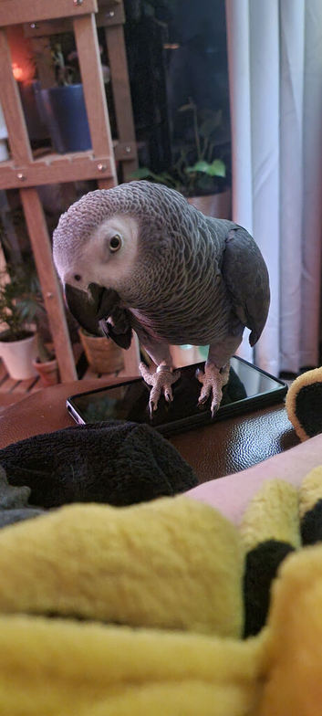 African grey