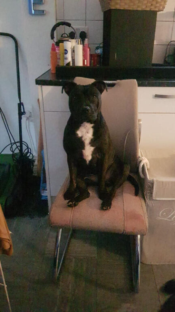 Staffordshire Bull Terrier