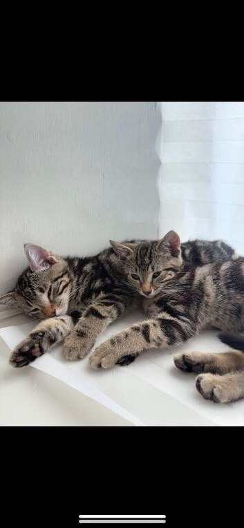 Kittens