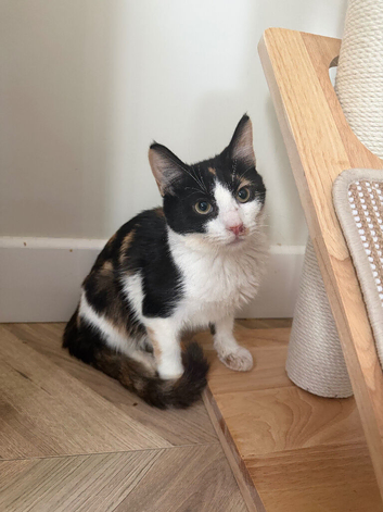 Manx Female Kitten