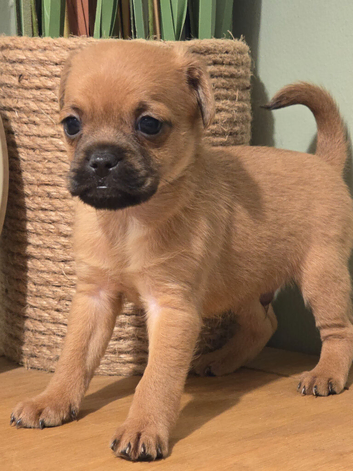 Ready now Stunning tiny pugapoo pups