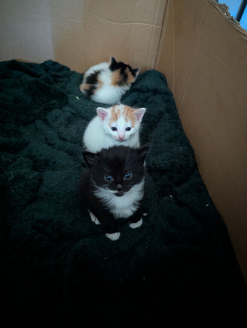 Kittens