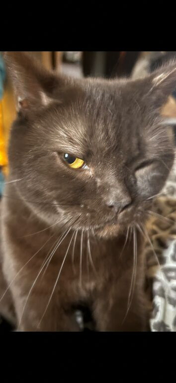 4.5 yr old British shorthair cat chocolate colour