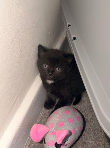 Kitten for sale