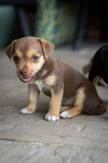 Jack Russell Puppies Lilac Chocolate Blue