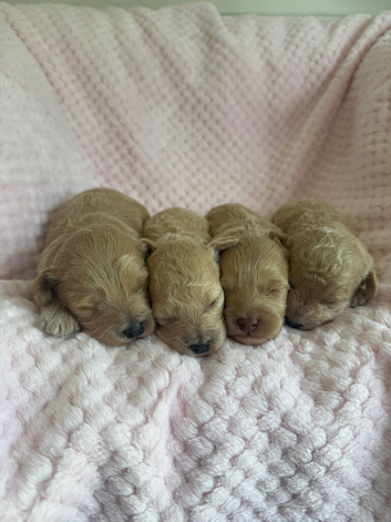 Beautiful MALTIPOO Puppies