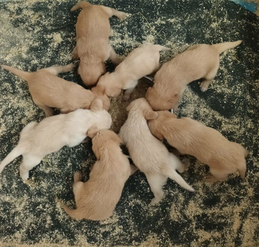 GOLDEN MINIATURE LABRADOODLE BOYS FROM 5* LICENCED BREEDER.