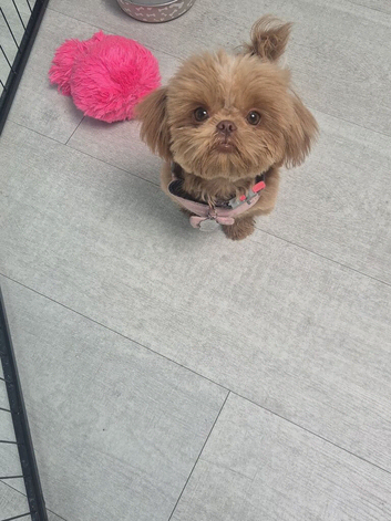 KC registered brown/red shih tzu female