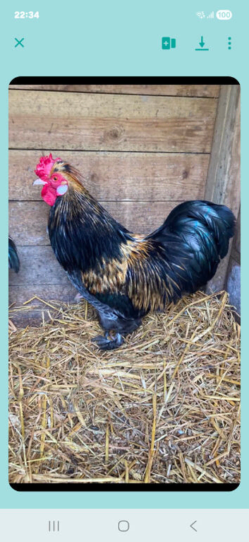 Silkie x Bantam