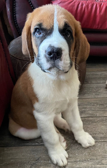 READY Now! Beautiful baby Saint Bernards